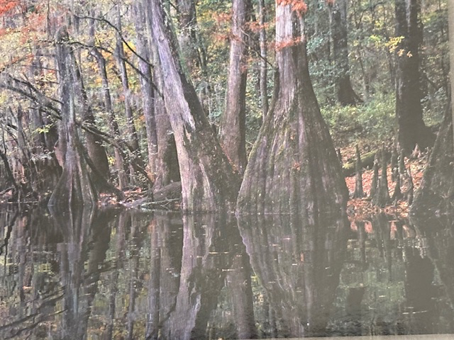Congaree National Park