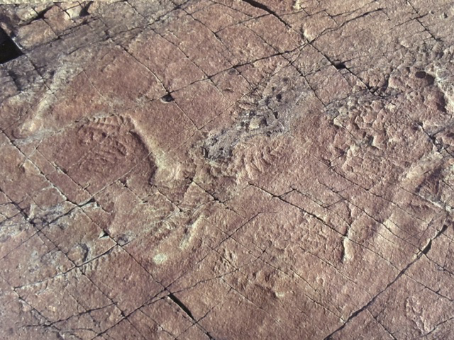 Mistaken Point Ecological Reserve 