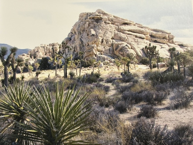 Joshua Tree National Park