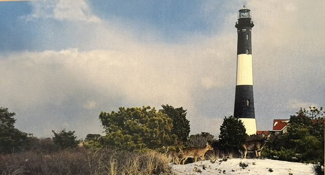 Fire Island National Seashore