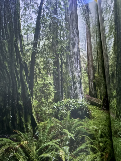 Redwood National Park