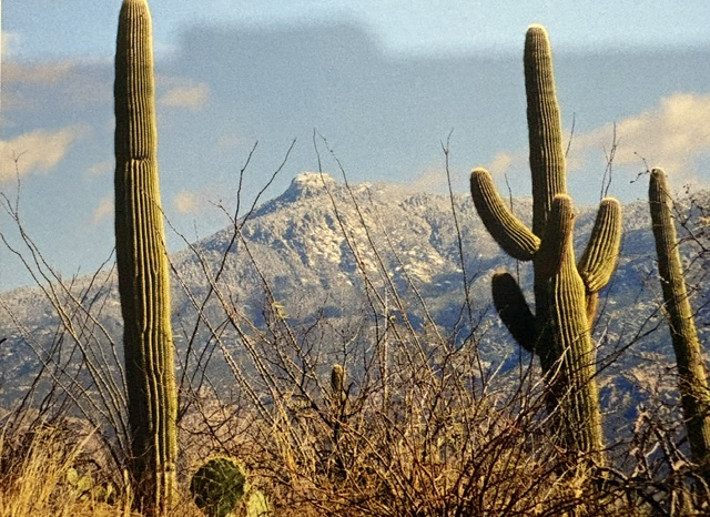 Saguaro National Park