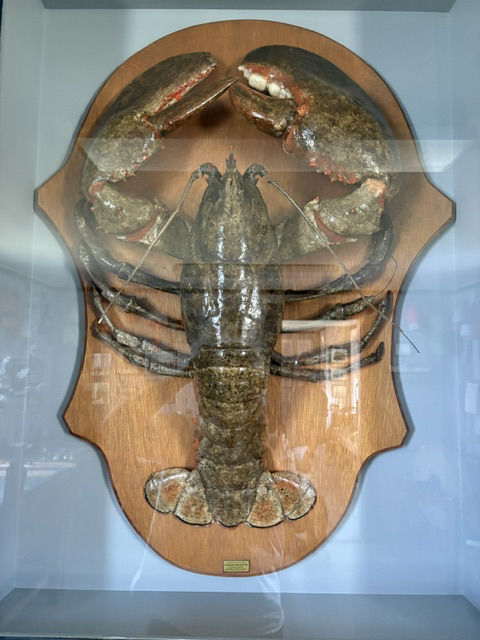 The Giant Lobster at Pemaquid Point