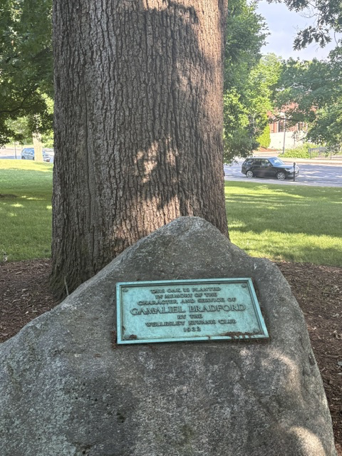 Gamaliel Bradford Memorial Oak
