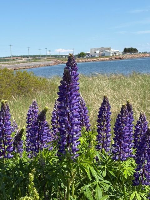 Lupines by the Shore